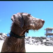 Weimardoodle dog at beach