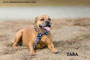 Staffordshire Bull Terriers - Tara